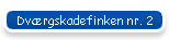 Dv�rgskadefinken nr. 2