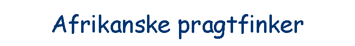 Afrikanske pragtfinker