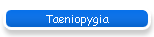 Taeniopygia
