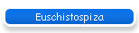 Euschistospiza