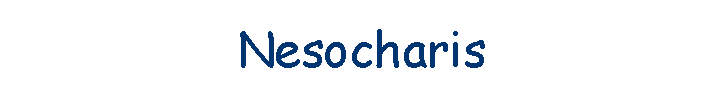 Nesocharis