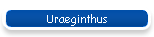Uraeginthus